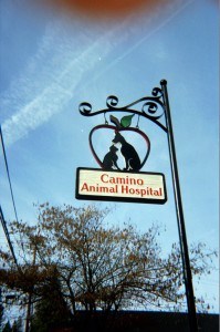 Animal silouettes on pole sign 